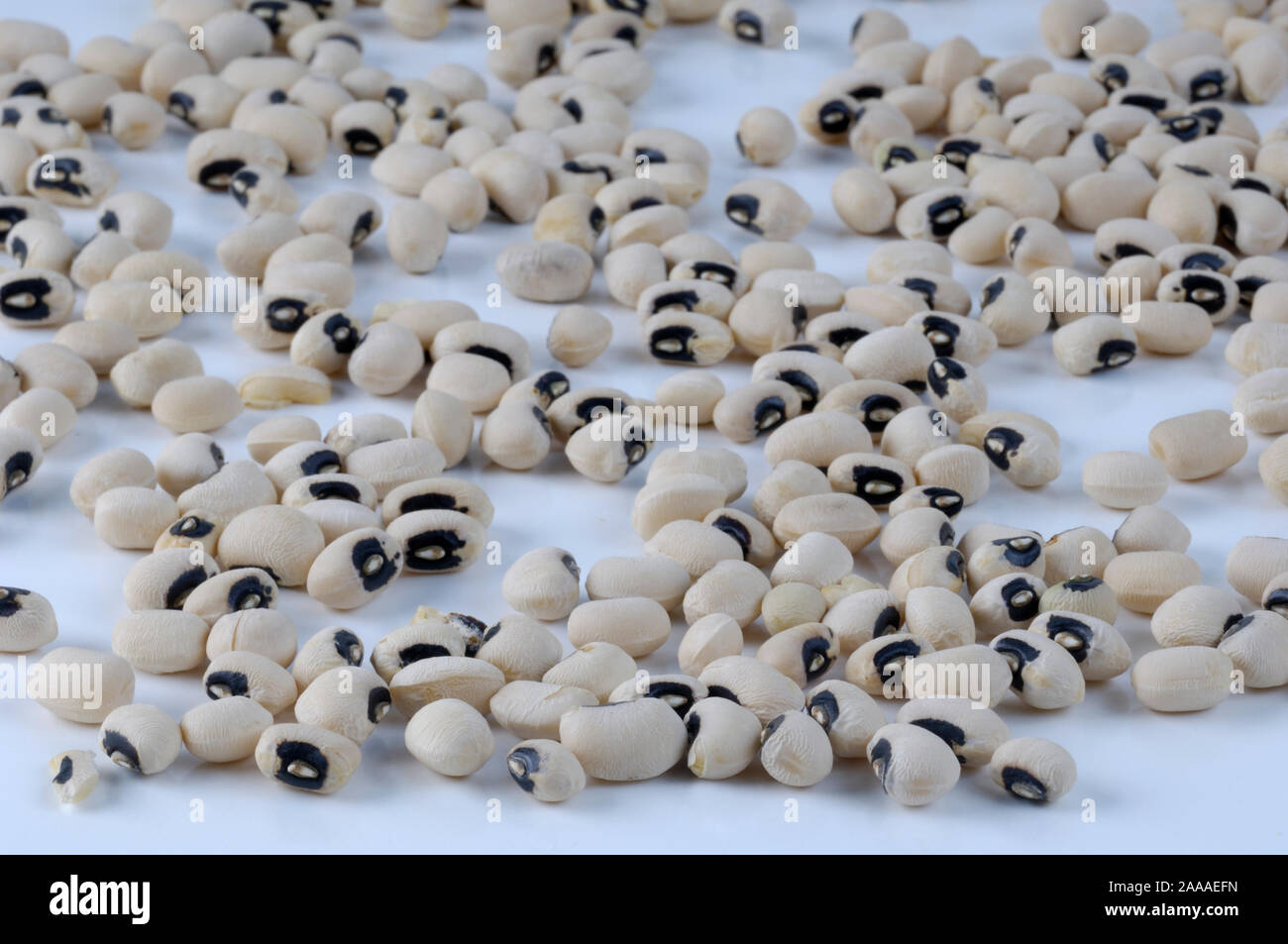 Black-eyed pea / (Vigna unguiculata) / / Kuhbohne Augenbohne, Foto de stock