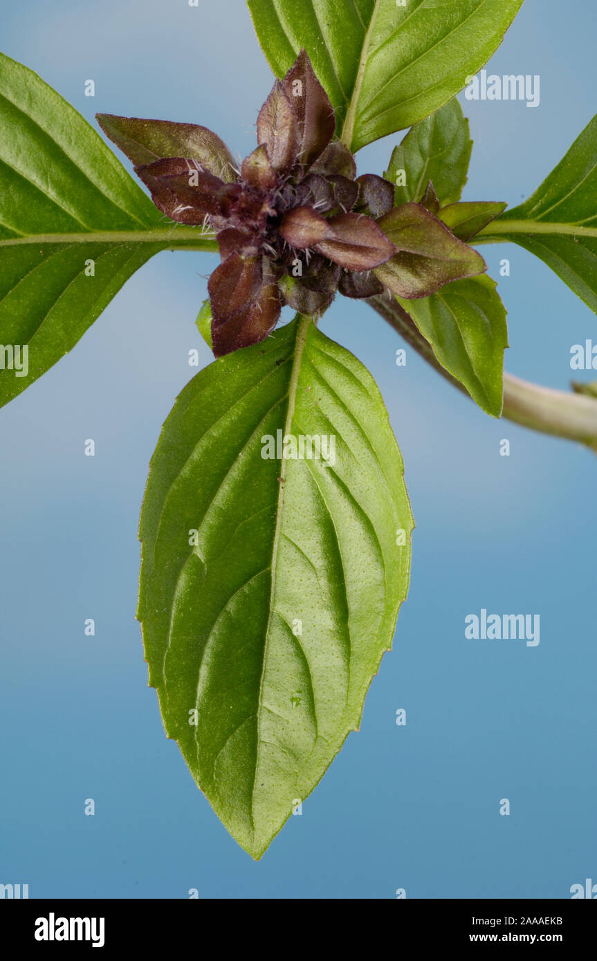 Albahaca 'Cino' / (Ocimum basilicum) | Zimtbasilikum 'Cino' / (Ocimum basilicum) / Nahaufnahme, detalle de cerca Foto de stock