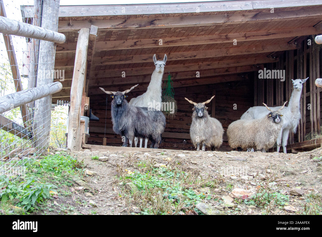 Vista de dos llamas y tres rompecabezas húngaro ovejas en su banquillo Foto de stock