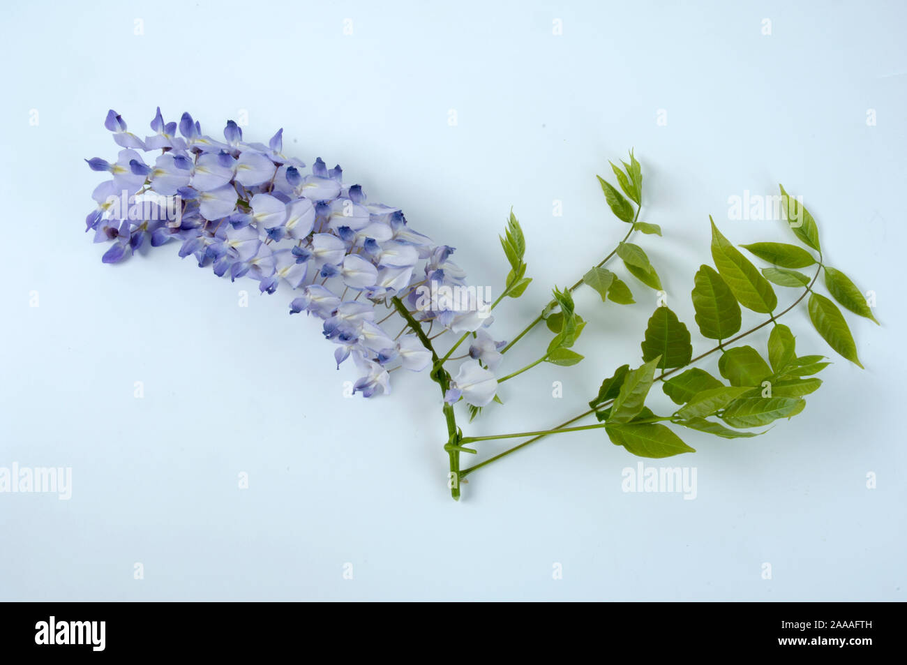 China / glicinia (wisteria sinensis, Wisteria chinensis) | Chinesischer Blauregen / (Wisteria sinensis, Wisteria chinensis) / Foto de stock