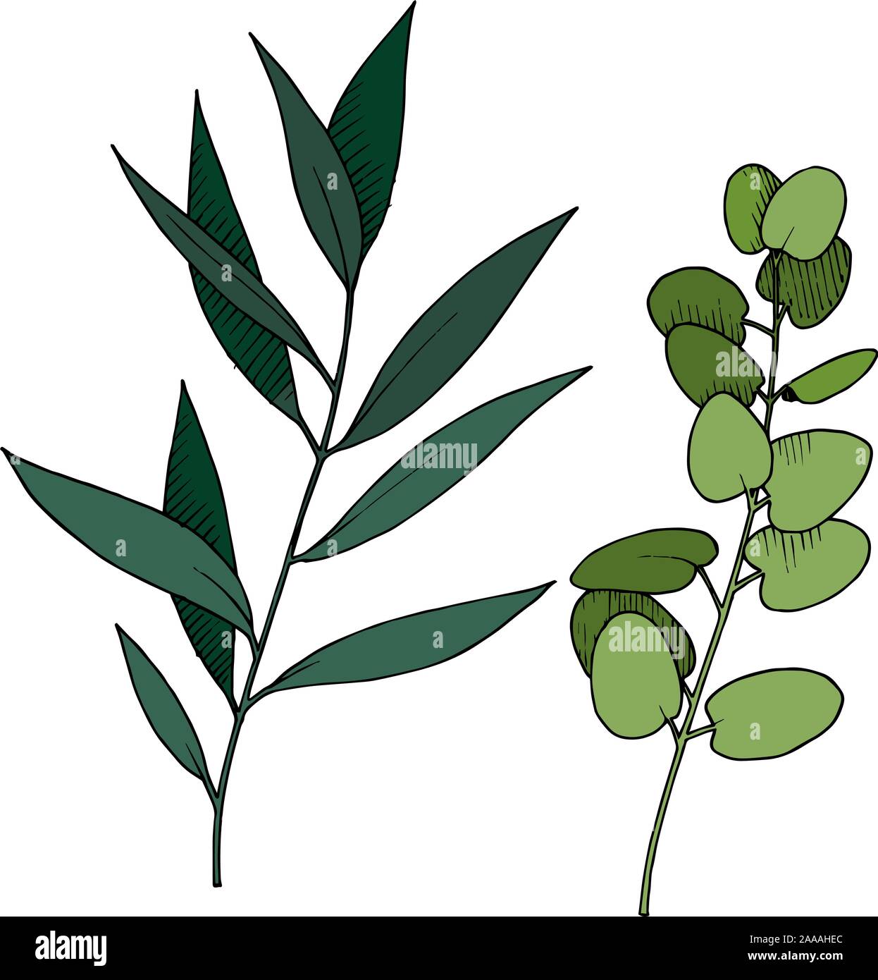 Vector rama hojas de eucalipto. En blanco y negro de tinta grabado art