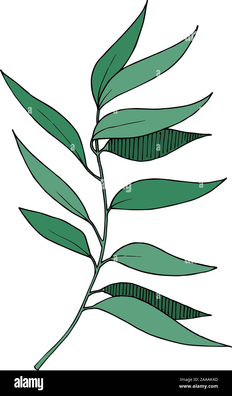 Vector rama hojas de eucalipto. En blanco y negro de tinta grabado art