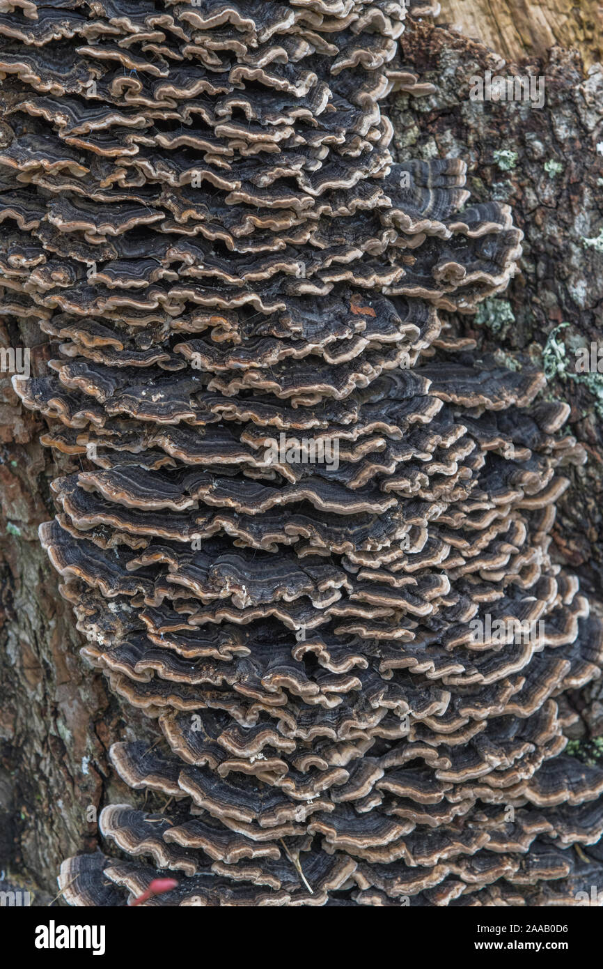 Se cree que es el hongo de soporte de polipore Coriolus versicolor / Trametes versicolor - Turquía cola Fungus - en el muerto árbol de la cal tocón. Tiene uso medicinal Foto de stock