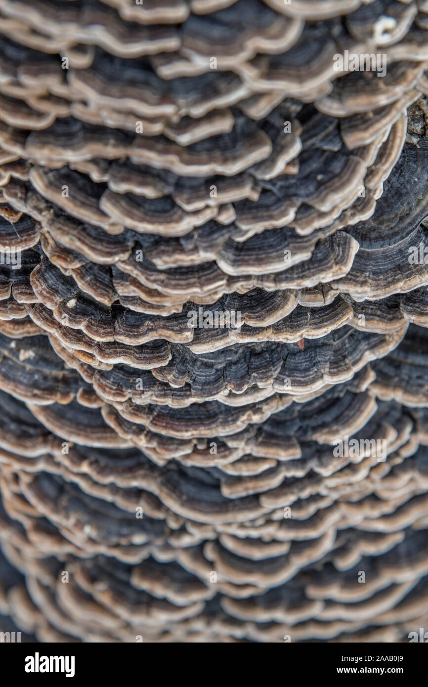 Se cree que es el hongo de soporte de polipore Coriolus versicolor / Trametes versicolor - Turquía cola Fungus - en el muerto árbol de la cal tocón. Tiene uso medicinal Foto de stock