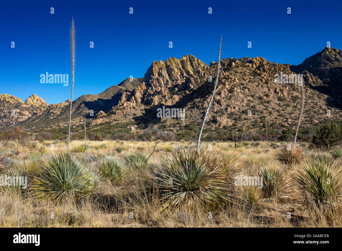 Soporte de yuca, las montañas Dragoon, Condado de Cochise, Arizona Foto de stock