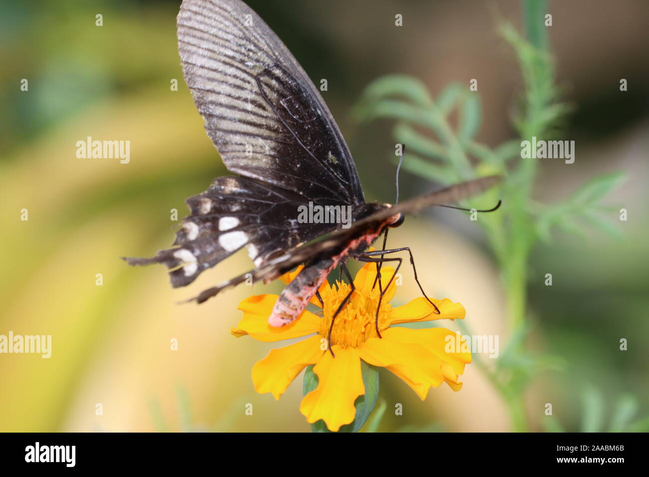 Ranga Athyma encaramado sobre mariposas flor caléndula.chupar néctar, polen de la caléndula. Foto de stock