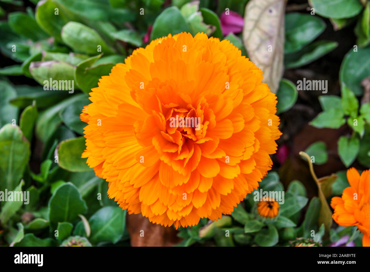 Hermosas flores grandes de color naranja con flores de caléndula mexicano  Mona bokeh de fondo Fotografía de stock - Alamy