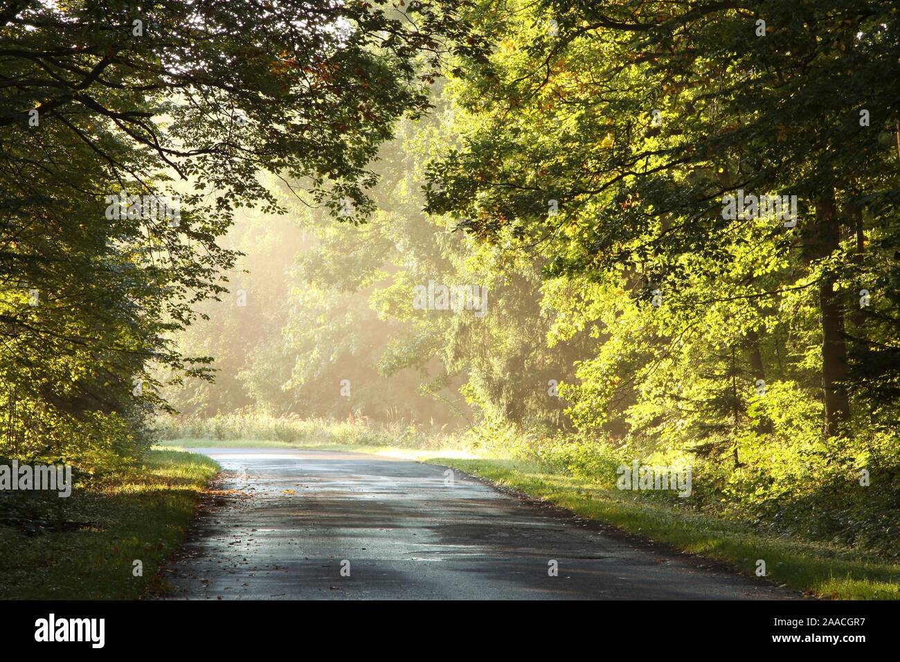 Carretera rural a través de un bosque encantado en una brumosa mañana de otoño. Foto de stock