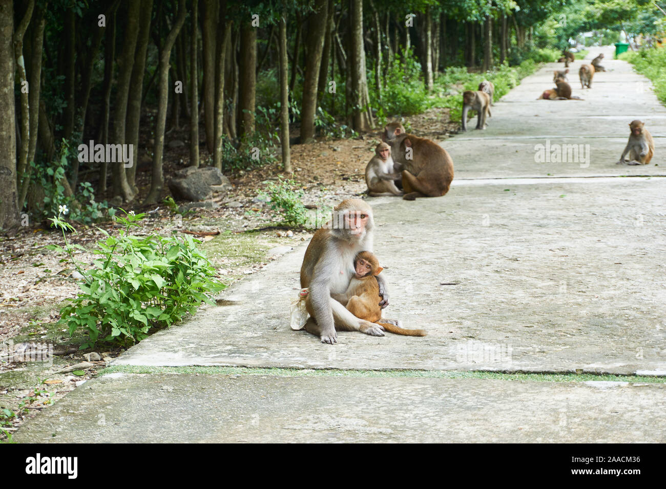 La madre y el bebé mono sentado en la carretera. Monkey Island, Vietnam, Nha Trang. Foto de stock