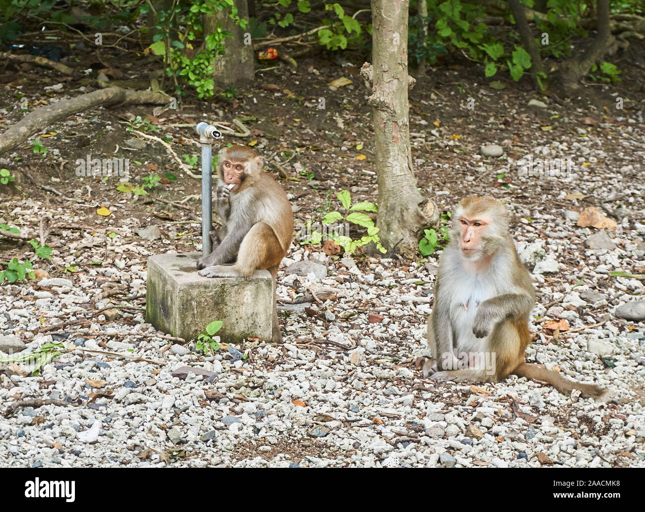 Los macacos sentada en el suelo. Monkey Island, Vietnam, Nha Trang. Foto de stock