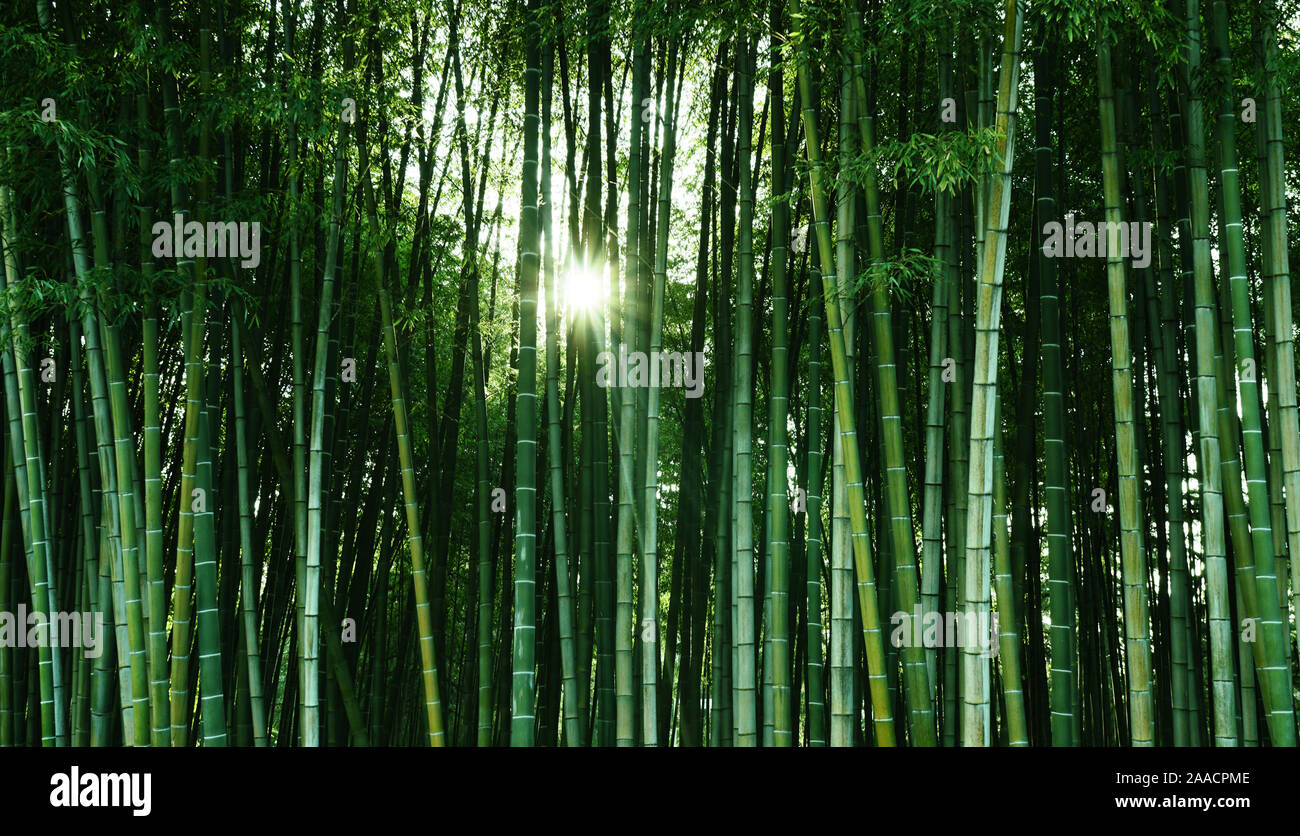 Bosque de bambú en la luz del sol. Material ecológico natural. Spa banner, salvapantallas, fondos de pantalla Foto de stock