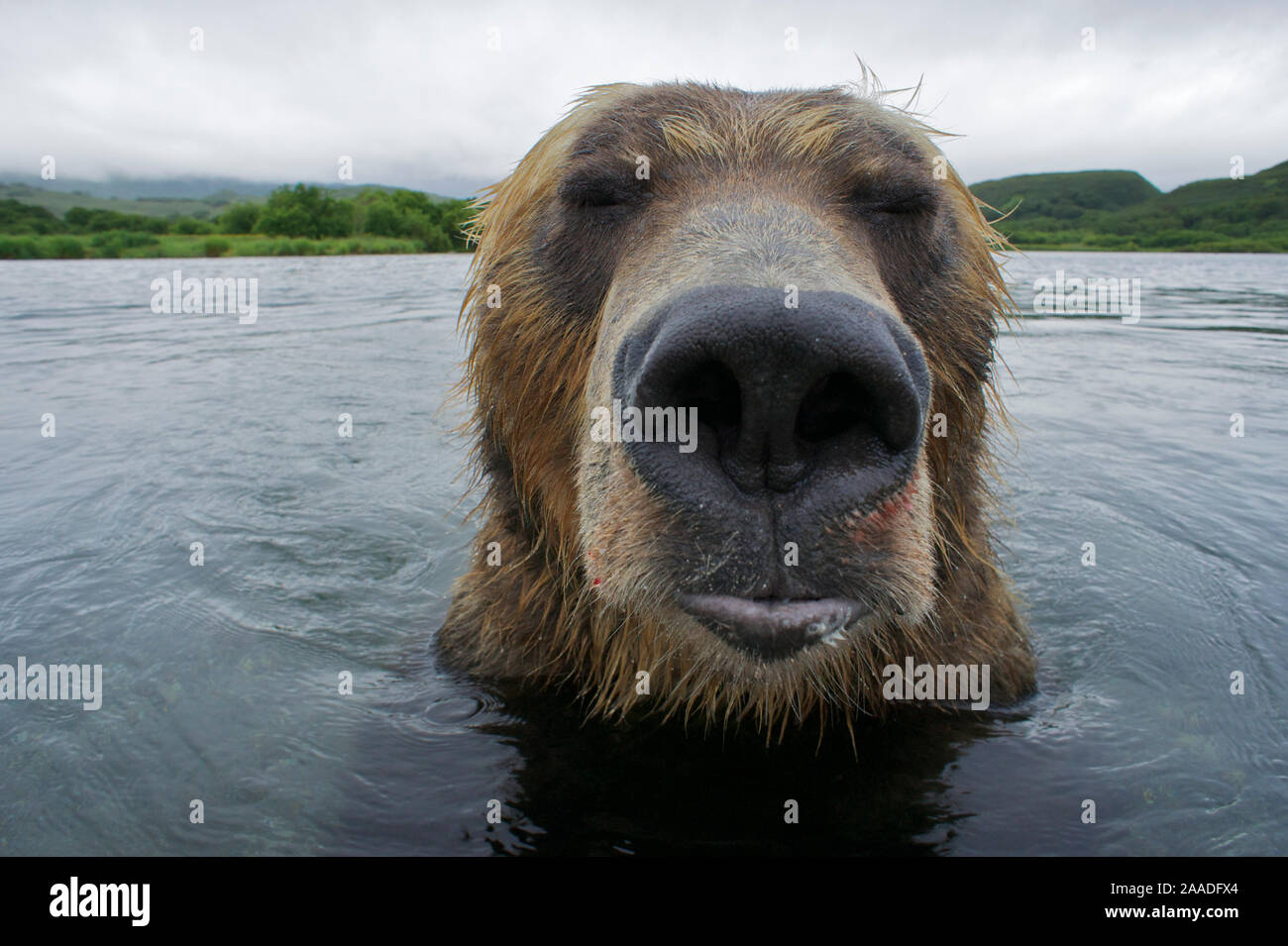 Oso pardo (Ursus arctos) retrato en el río Ozernaya Kuriles Lago Sur ...