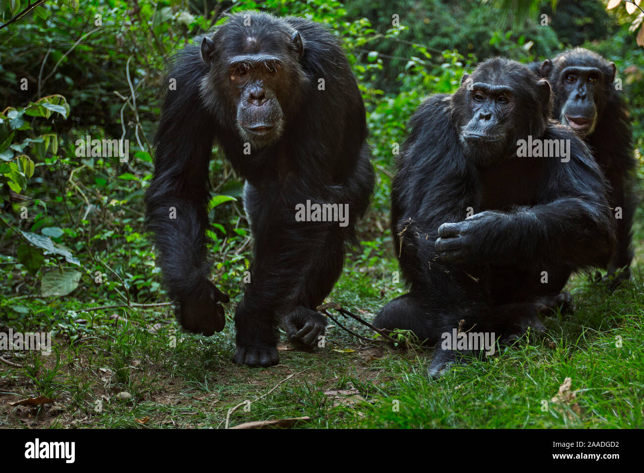 Chimpancés orientales (Pan troglodytes schweinfurtheii) macho 'Faustino' de 23 años de edad dejando macho Alfa 'Ferdinand' de 20 años y 'Apollo' de 33 años de edad viendo. El Parque Nacional de Gombe, Tanzania. Foto de stock