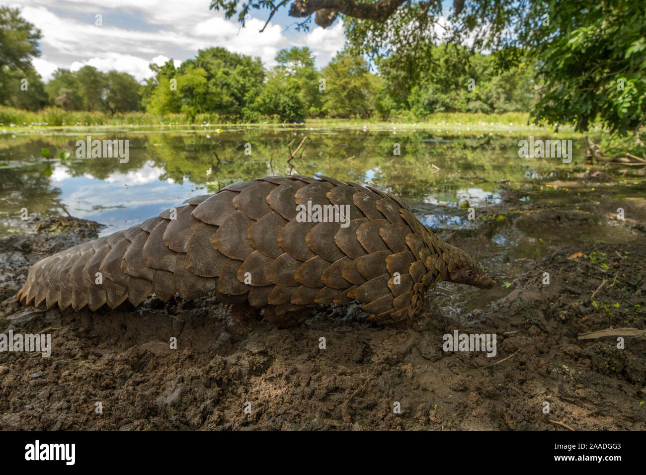 Suelo pangolín (Smutsia temminckii) caminando delante de un estanque estacional en el Parque Nacional de Gorongosa, en Mozambique. Tomadas poco después de haber sido liberados en el medio silvestre. Foto de stock