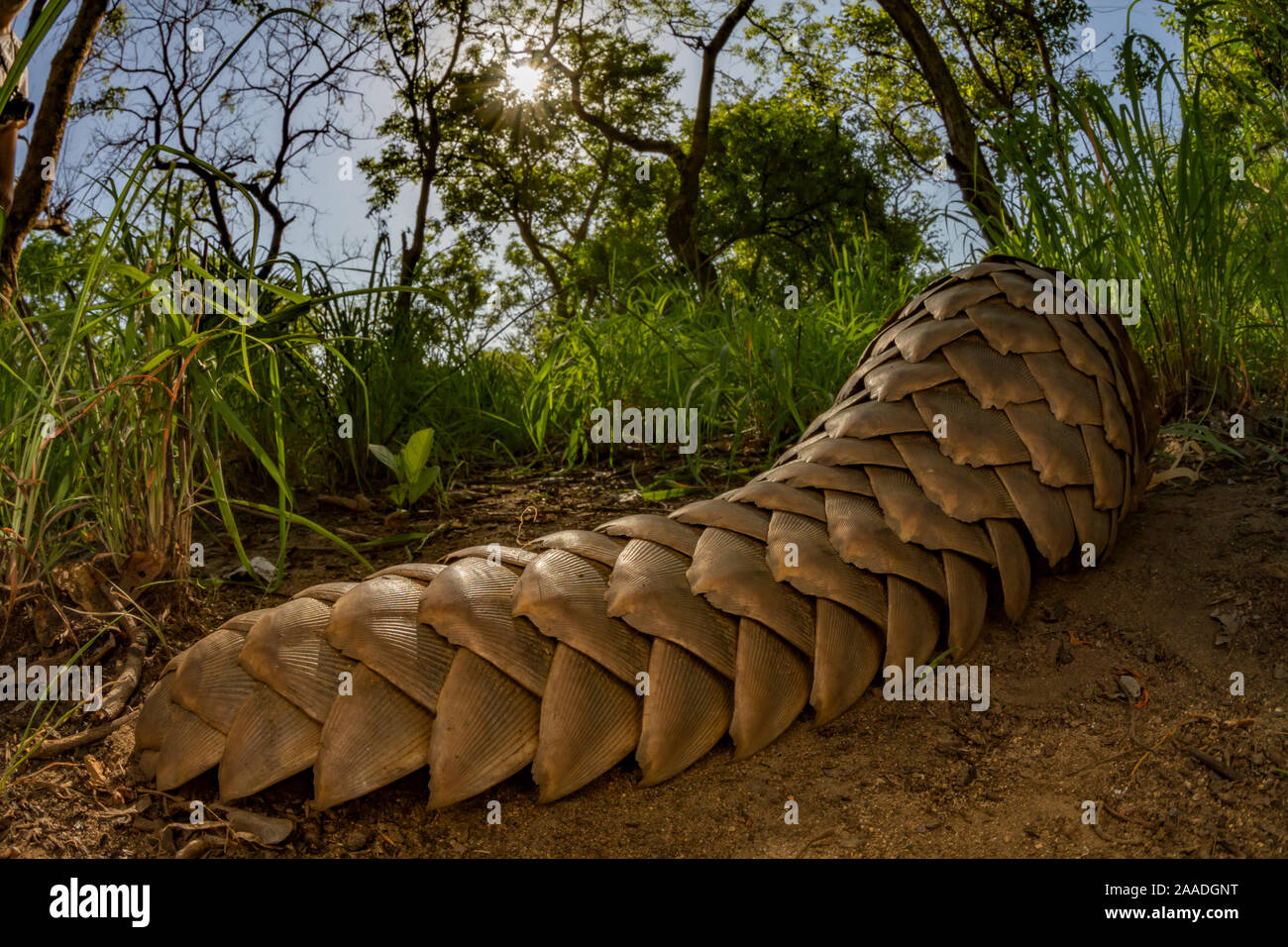 Suelo pangolín (Smutsia temminckii) Cola, forrajeando para las termitas, tomadas durante un estudio de la biodiversidad en el Parque Nacional de Gorongosa, en Mozambique. Foto de stock