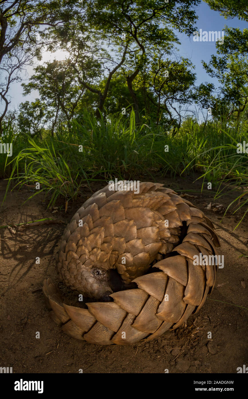 Suelo pangolín (Smutsia temminckii) forrajeando para las termitas, tomadas durante un estudio de la biodiversidad en el Parque Nacional de Gorongosa, en Mozambique. Foto de stock