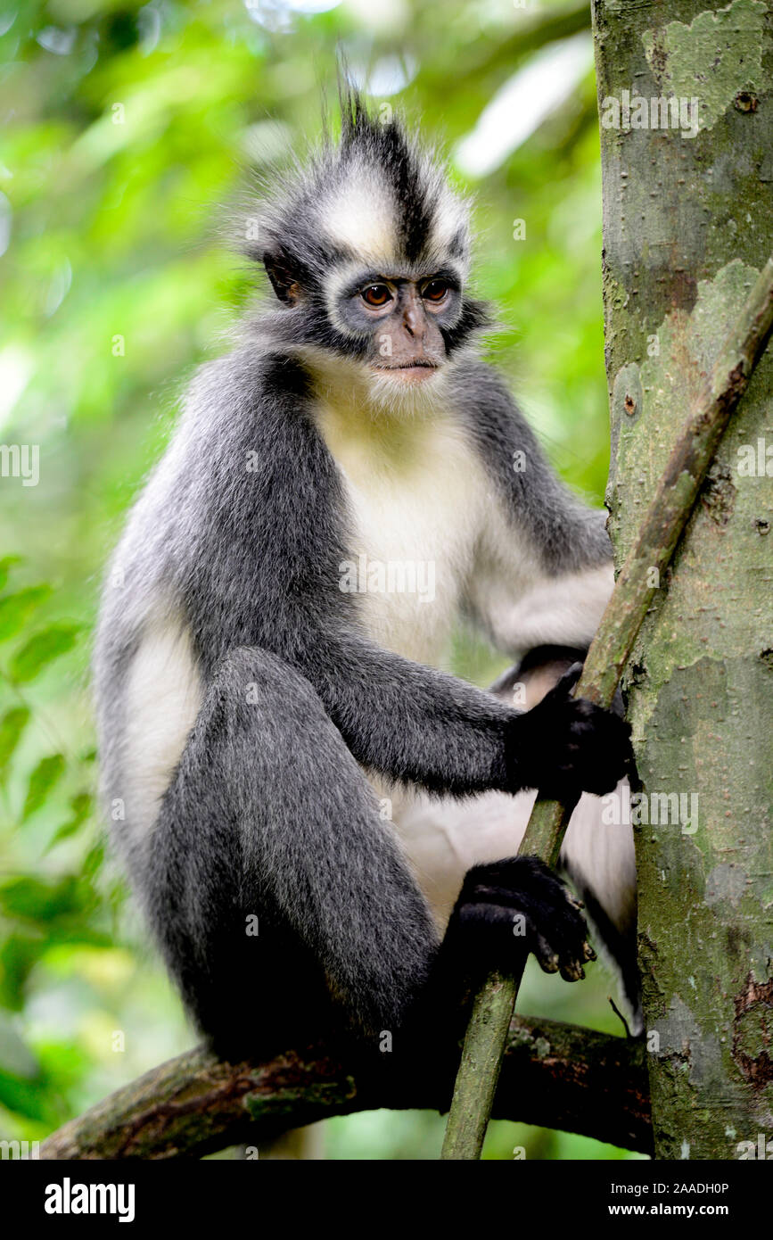 Thomas el langur (Presbytis thomasi), animal endémico del norte de Sumatra. Estos primates tienen relativamente largos brazos y piernas, adaptado para una vida acrobática en las copas de los árboles. El Parque Nacional de Gunung Leuser, sitio del Patrimonio Mundial de la UNESCO, Noviembre. Foto de stock