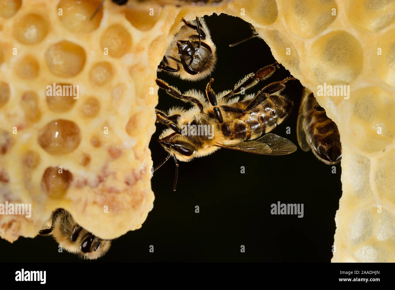 Miel de abejas (Apis mellifera) trabajadores cuidando reina celdas, Kiel, Alemania Foto de stock