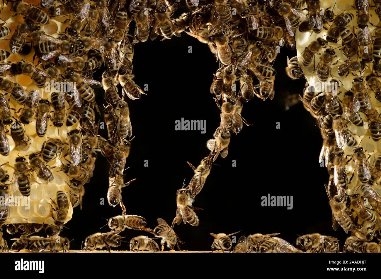 Las abejas (Apis mellifera) formando puente viviente, Kiel, Alemania, en junio. Foto de stock