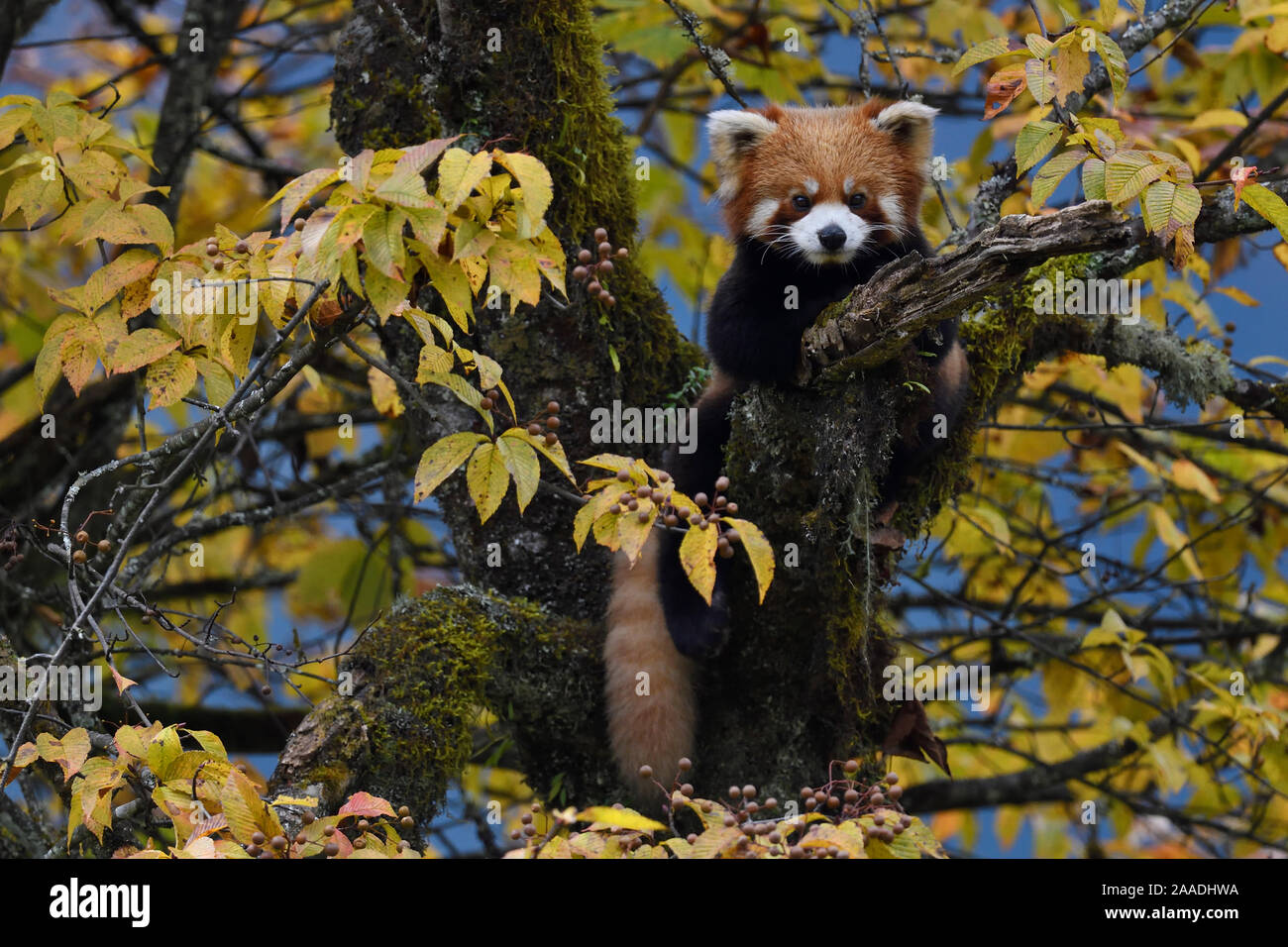 Panda rojo (Ailurus fulgens) en la mezcla de bosques montanos húmedos, Abap se reserva natural nacional, Sichuan, China Foto de stock