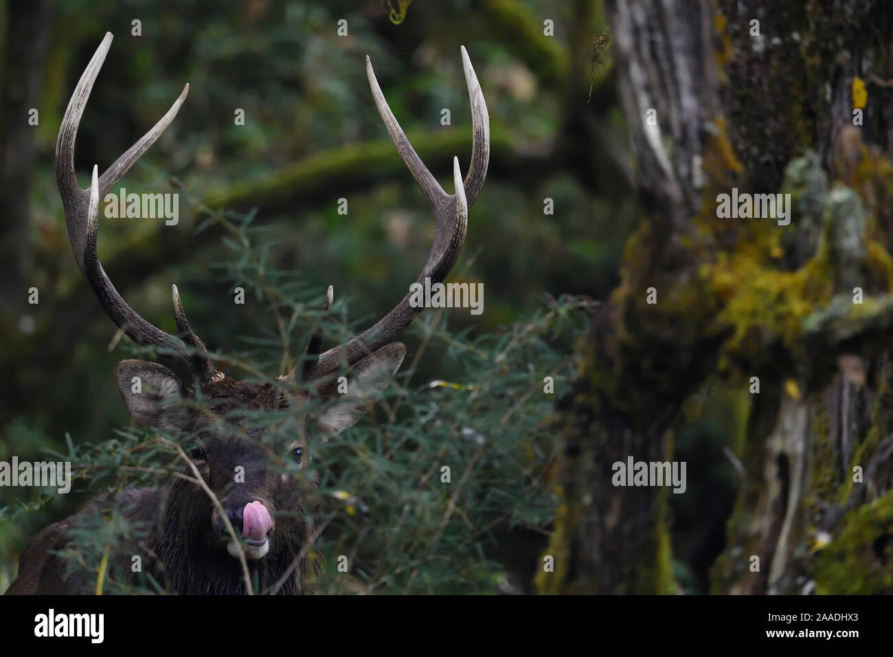 Ciervo el ciervo colorado (Cervus elaphus) mezcla de bosques montanos húmedos, Abap se reserva natural nacional, Sichuan, China Foto de stock