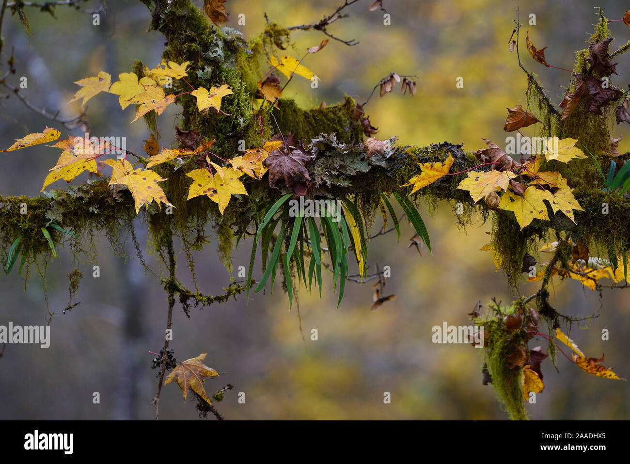 Hojas de otoño en el árbol cubiertas de musgo con helecho epifito. Mezcla de bosques montanos húmedos, Abap se reserva natural nacional, Sichuan, China Foto de stock
