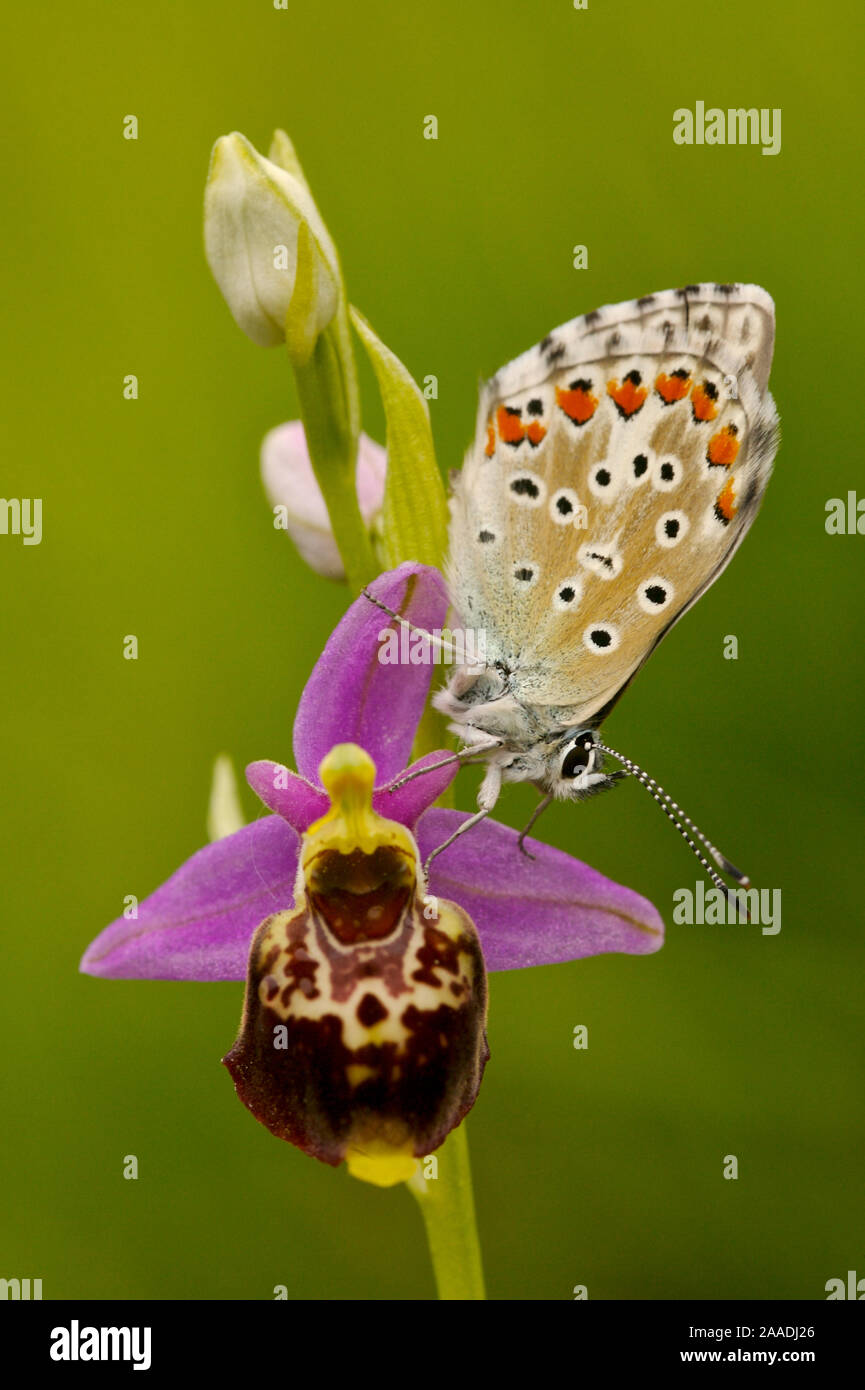 Mariposa Azul común (Polyommatus icarus) sobre la orquídea abeja (Ophrys demangei) Drome, Francia, Mayo. Foto de stock