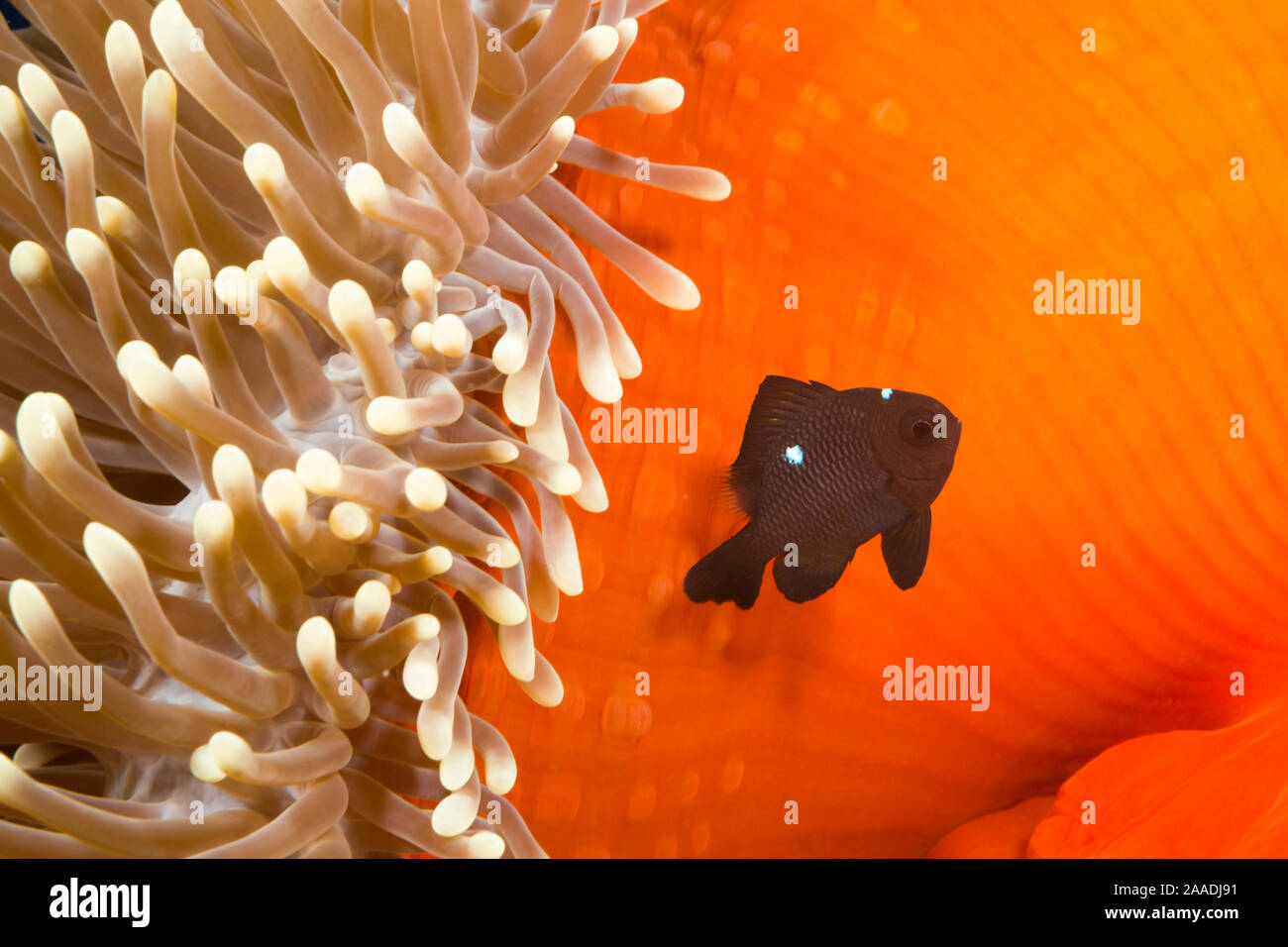 Tres manchas damisela (Dascyllus trimaculatus) con la anémona de mar home, Yap, Micronesia. Foto de stock