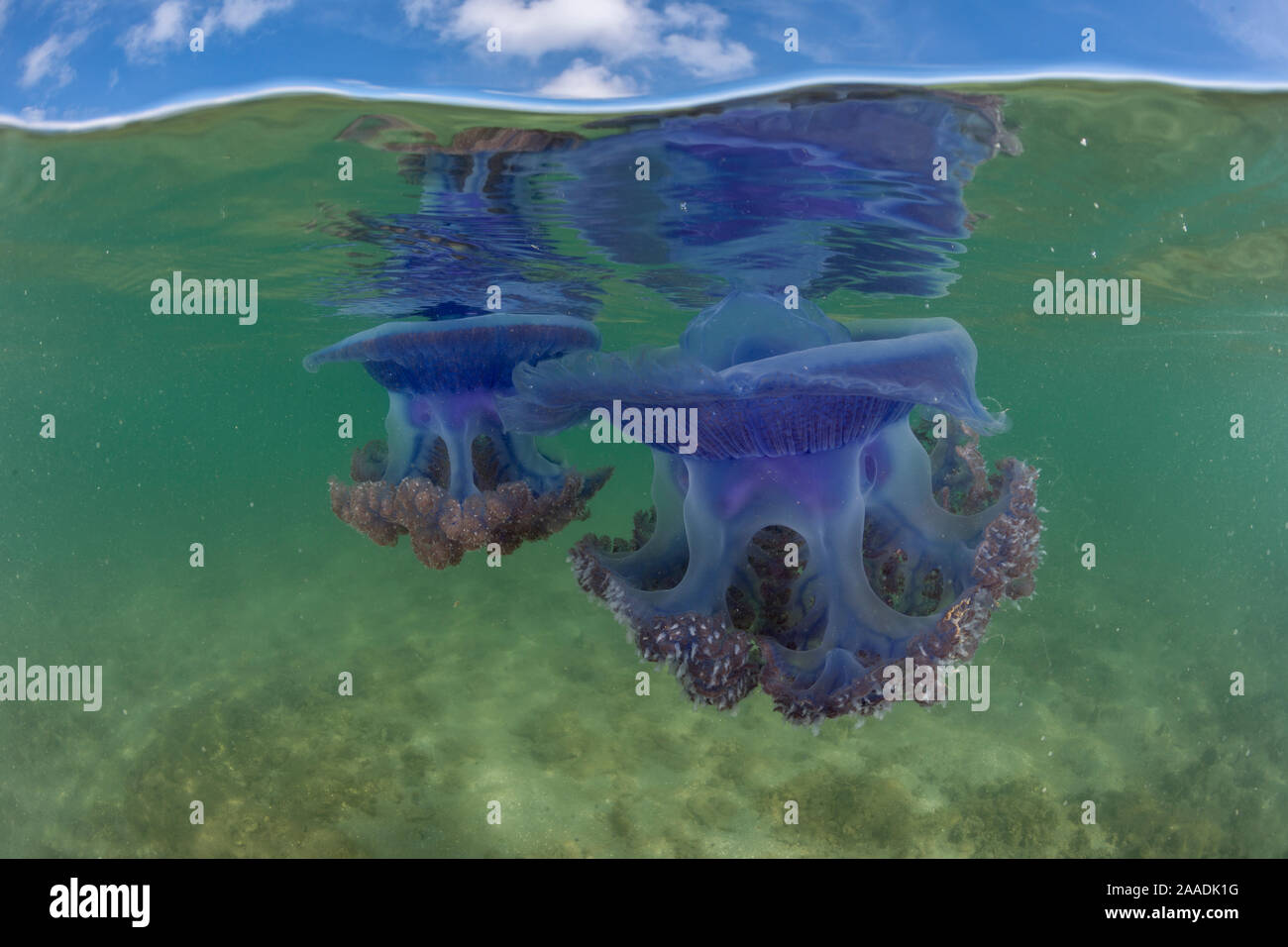 Dos niveles de corona púrpura medusas (Netrostoma setouchina) en aguas someras, Nukubati Island Resort, Provincia Macuata, Fiji, Pacífico Sur Foto de stock