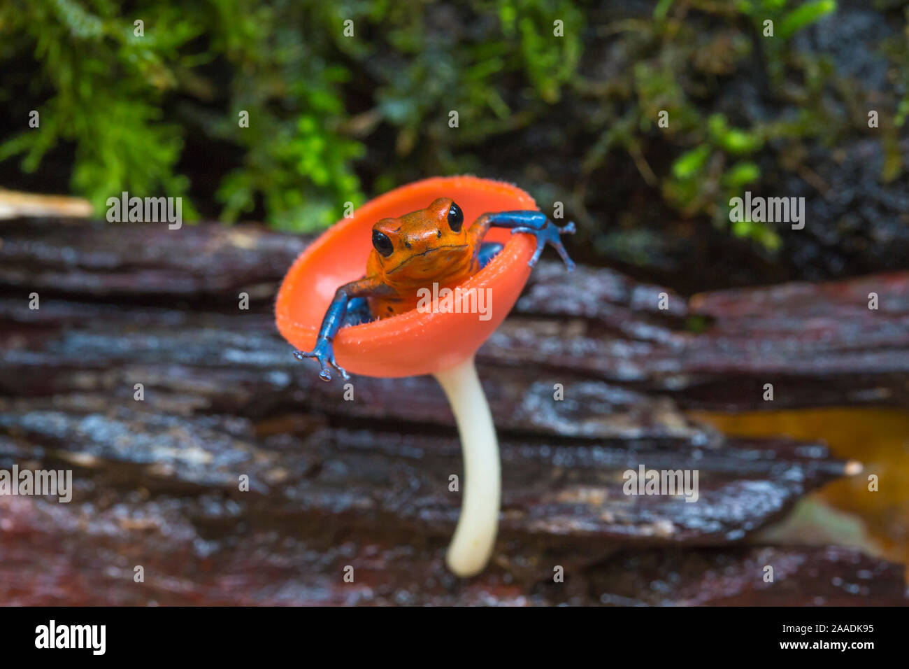Strawberry poison dart frog (Oophaga / Dendrobates pumilio) sentado en la taza de hongos, Estación de Campo en La Selva de Costa Rica. Foto de stock