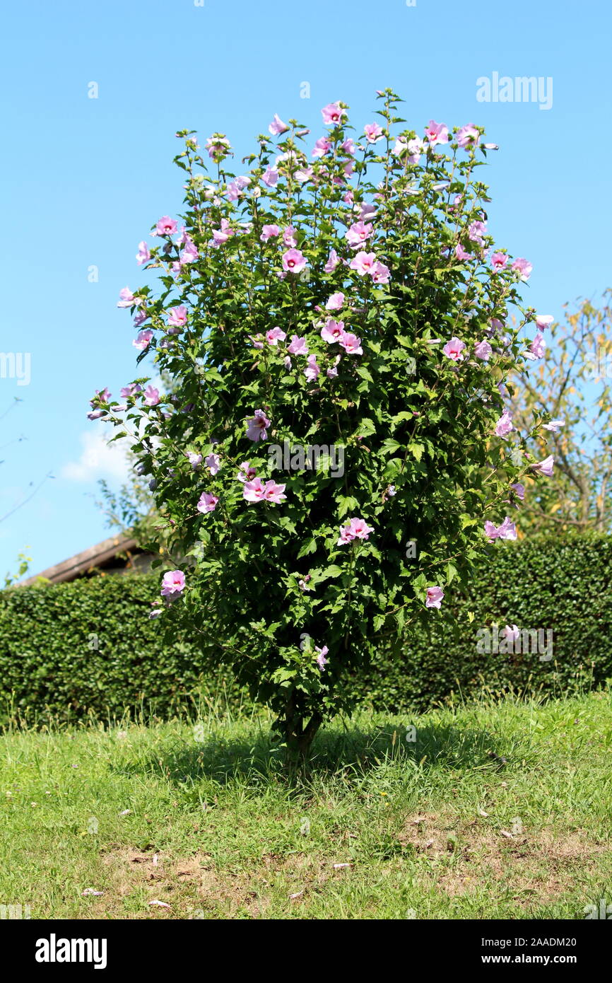 Hibiscus syriacus o rosa de Sarón o sirios ketmia rosa o malva o St Josephs  rod floración planta arbusto resistente Fotografía de stock - Alamy
