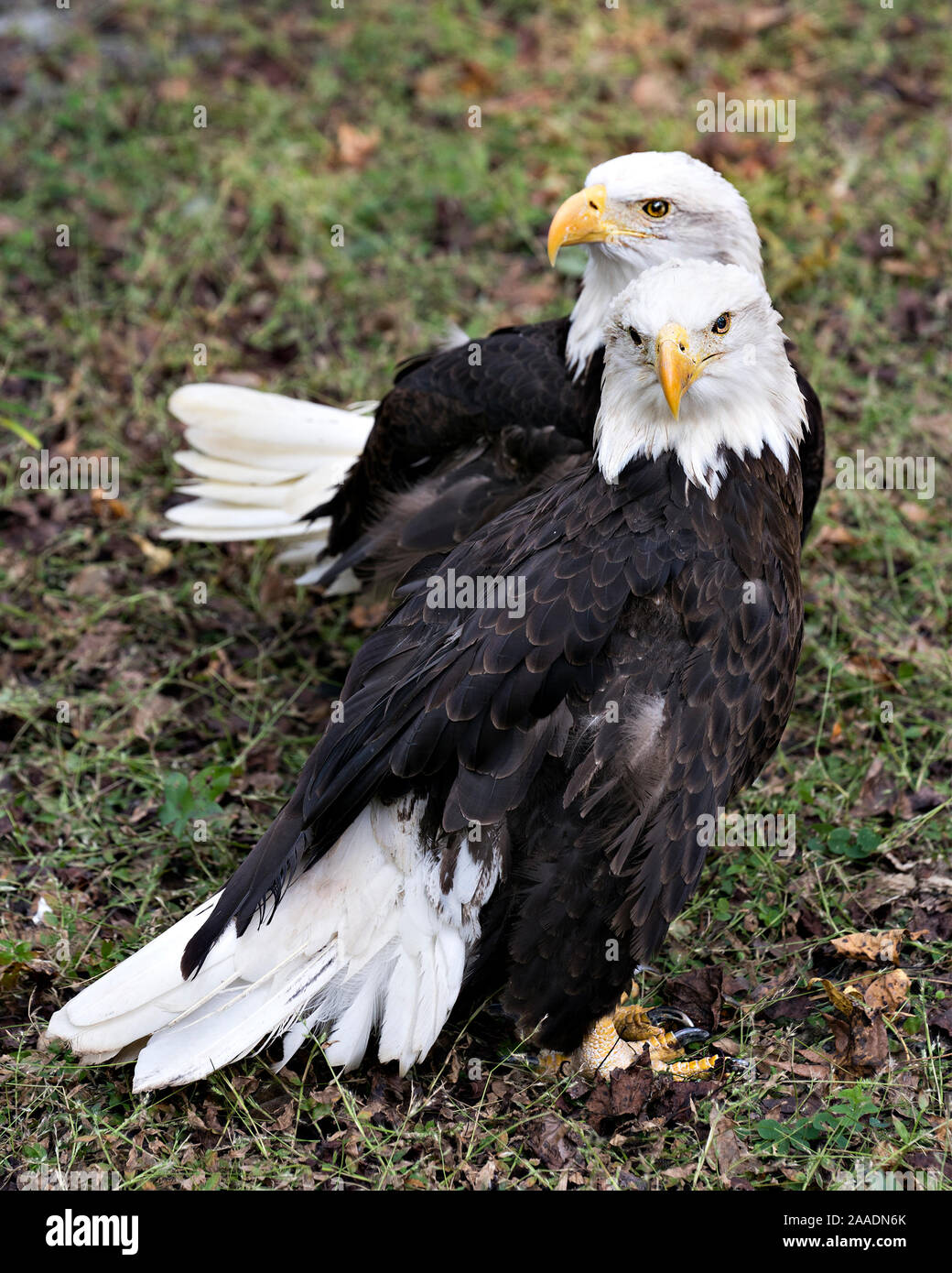 El águila calva bird par mostrar su cuerpo, cabeza, ojos, pico, garras con  un bonito césped antecedentes en su entorno y el medio ambiente Fotografía  de stock - Alamy