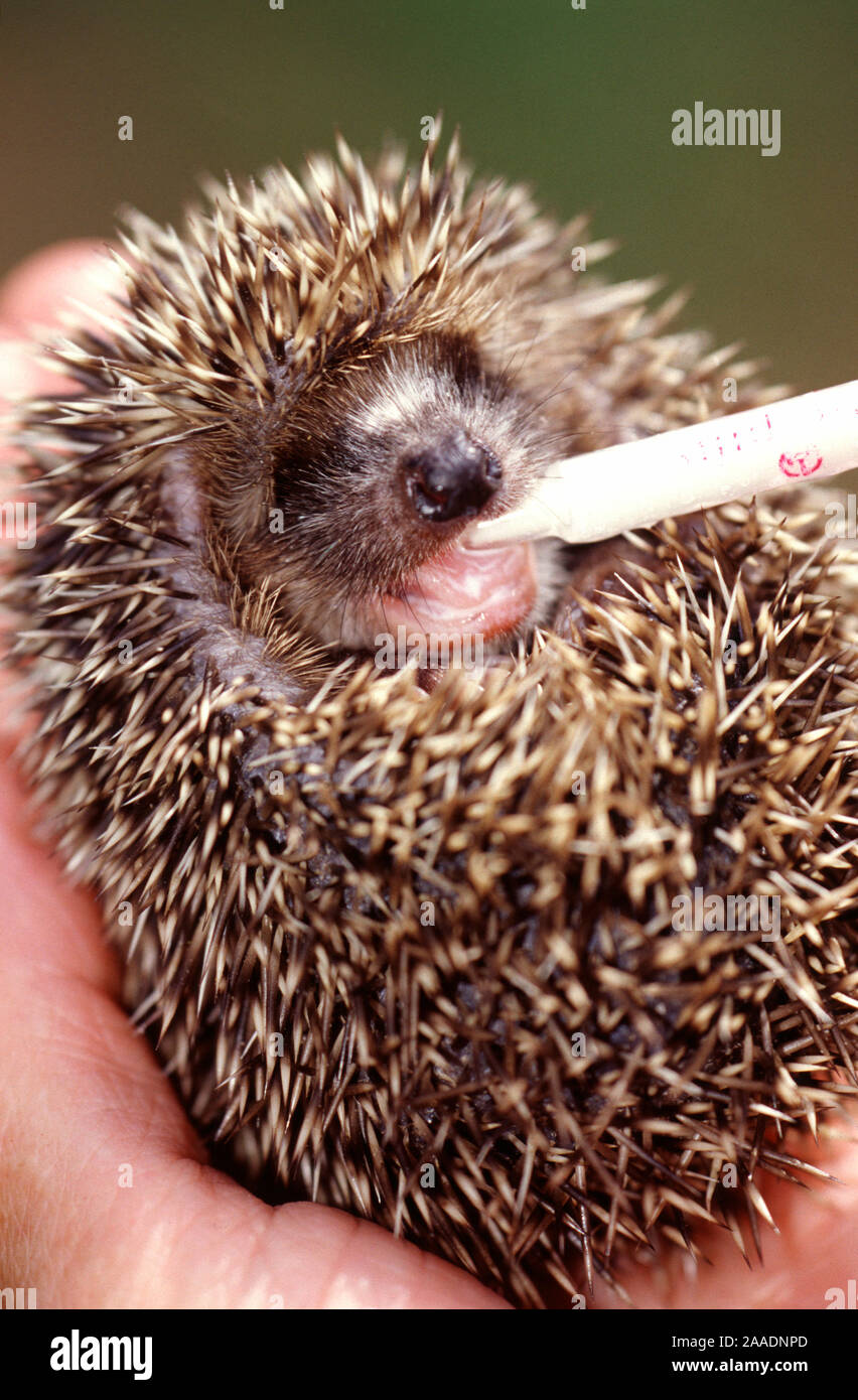 Europäischer Igel, Erinaceus europaeus Foto de stock