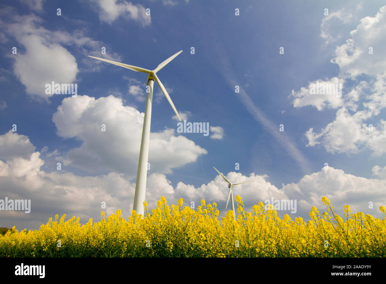 Im Windkraftanlagen Rapsfeld Foto de stock