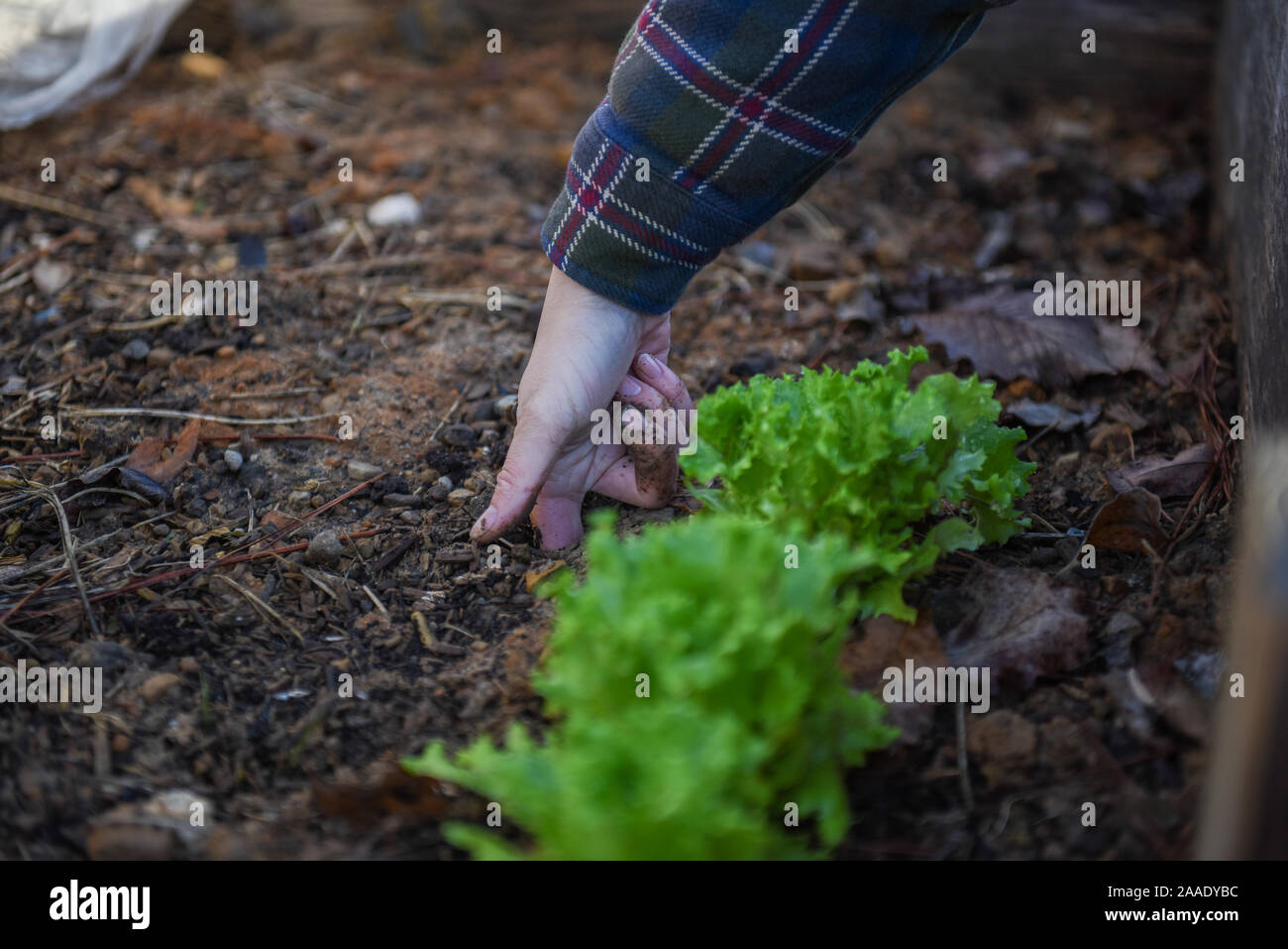 Fotos de jardinería de invierno en un jardín local centrado en la sostenibilidad y la seguridad alimentaria en la comunidad. Foto de stock