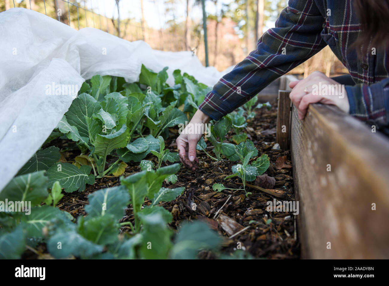 Fotos de jardinería de invierno en un jardín local centrado en la sostenibilidad y la seguridad alimentaria en la comunidad. Foto de stock