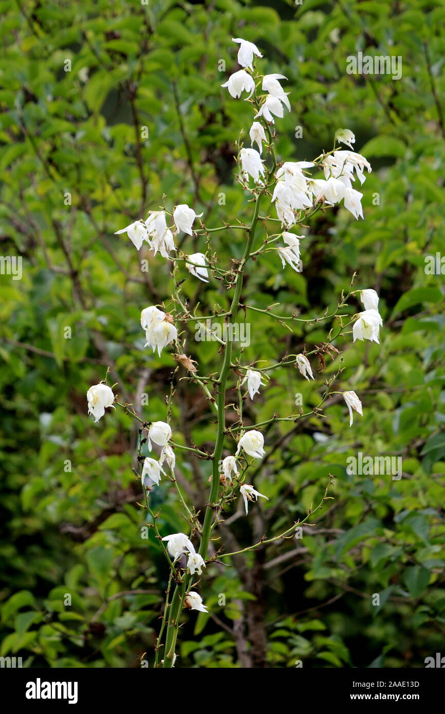 Arbusto perenne de yuca con grandes panículos terminales de abrir