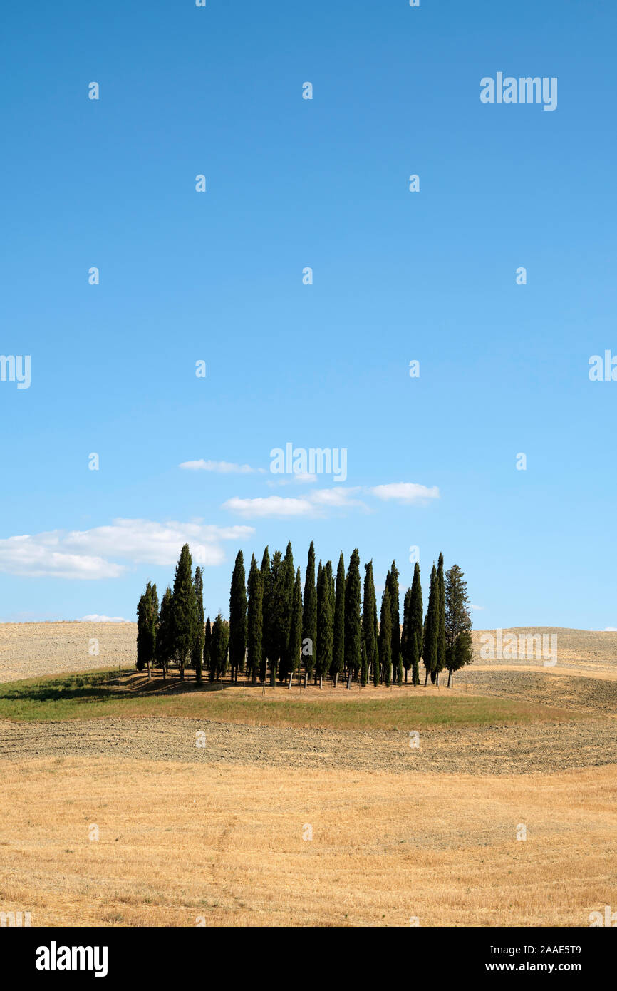 Cipressi di San Quirico d'Orcia / Los Cipreses de San Quirico d'Orcia Valley - verano paisaje agrícola Toscana Italia - Toscana Foto de stock