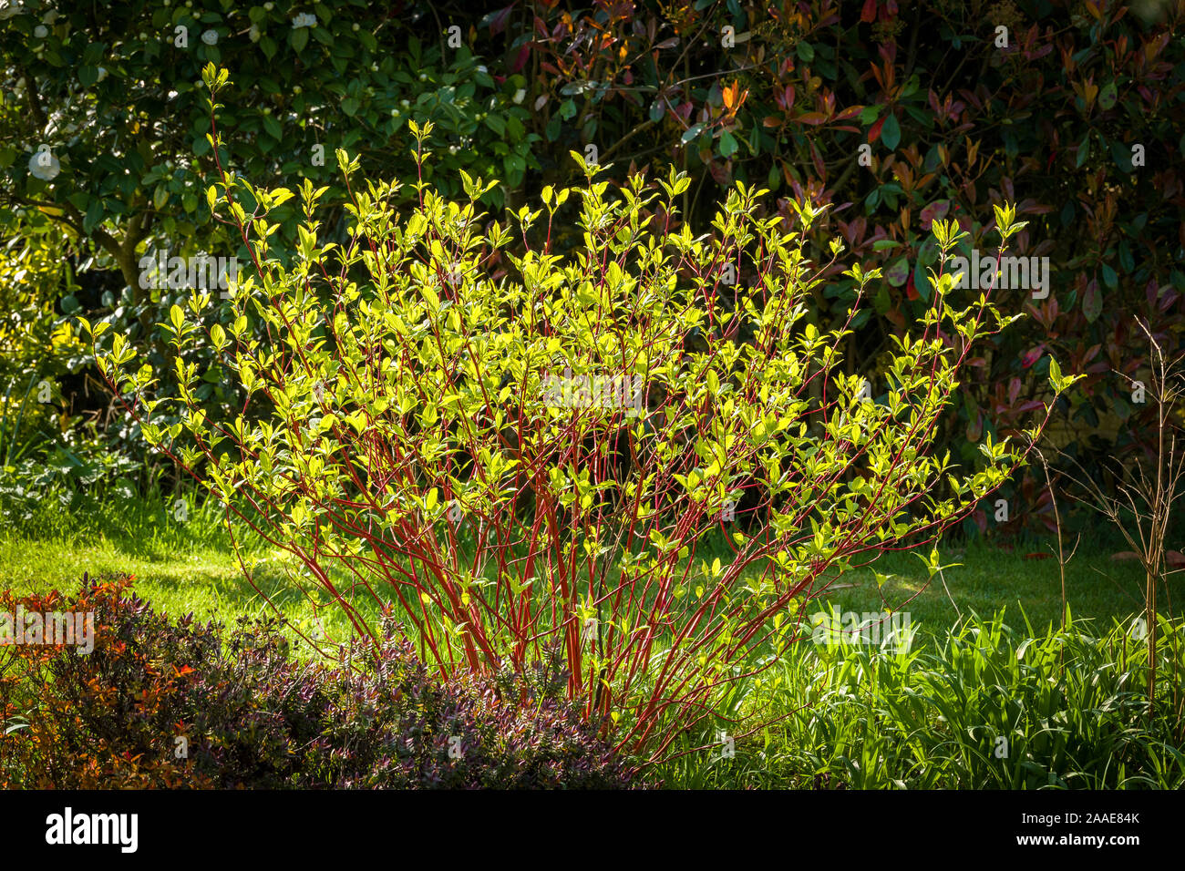 Colorido tallos rojos de Cornus alba sibirica Westonbirt qith nuevo follaje fresco apareciendo a finales de invierno en un jardín inglés REINO UNIDO Foto de stock