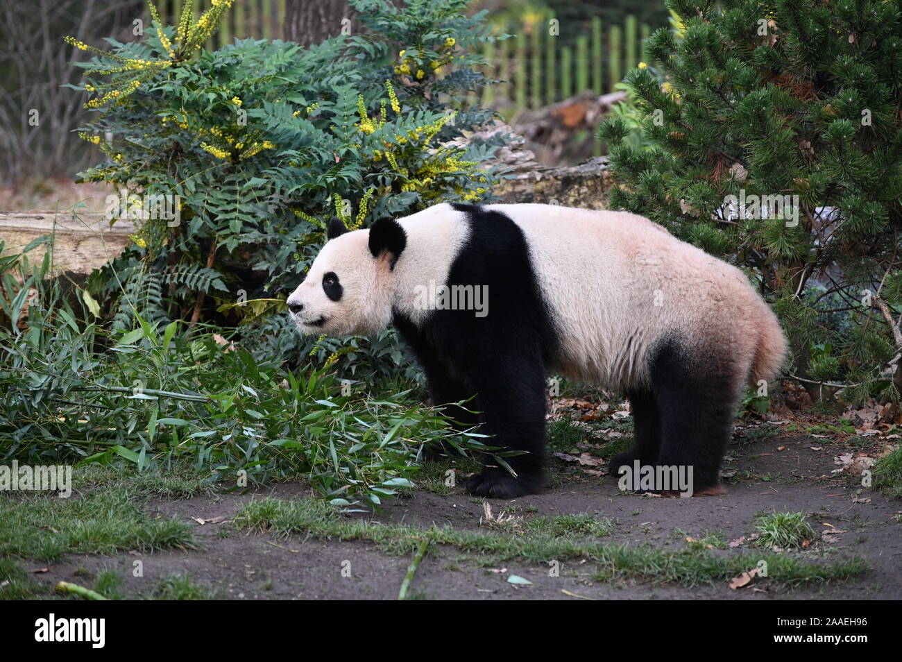 Panda gigante cerca de bambú en el bosque Foto de stock