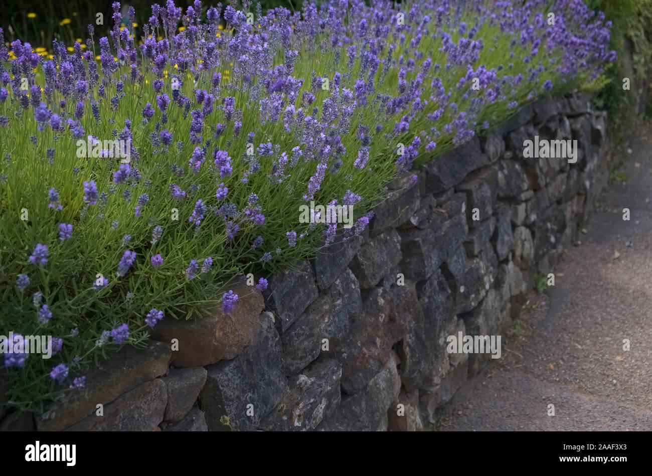 Inglés - lavanda Lavandula angustifolia creciendo encima de un muro de un jardín lleno de suelo - conocido como una cobertura de Cornualles Foto de stock