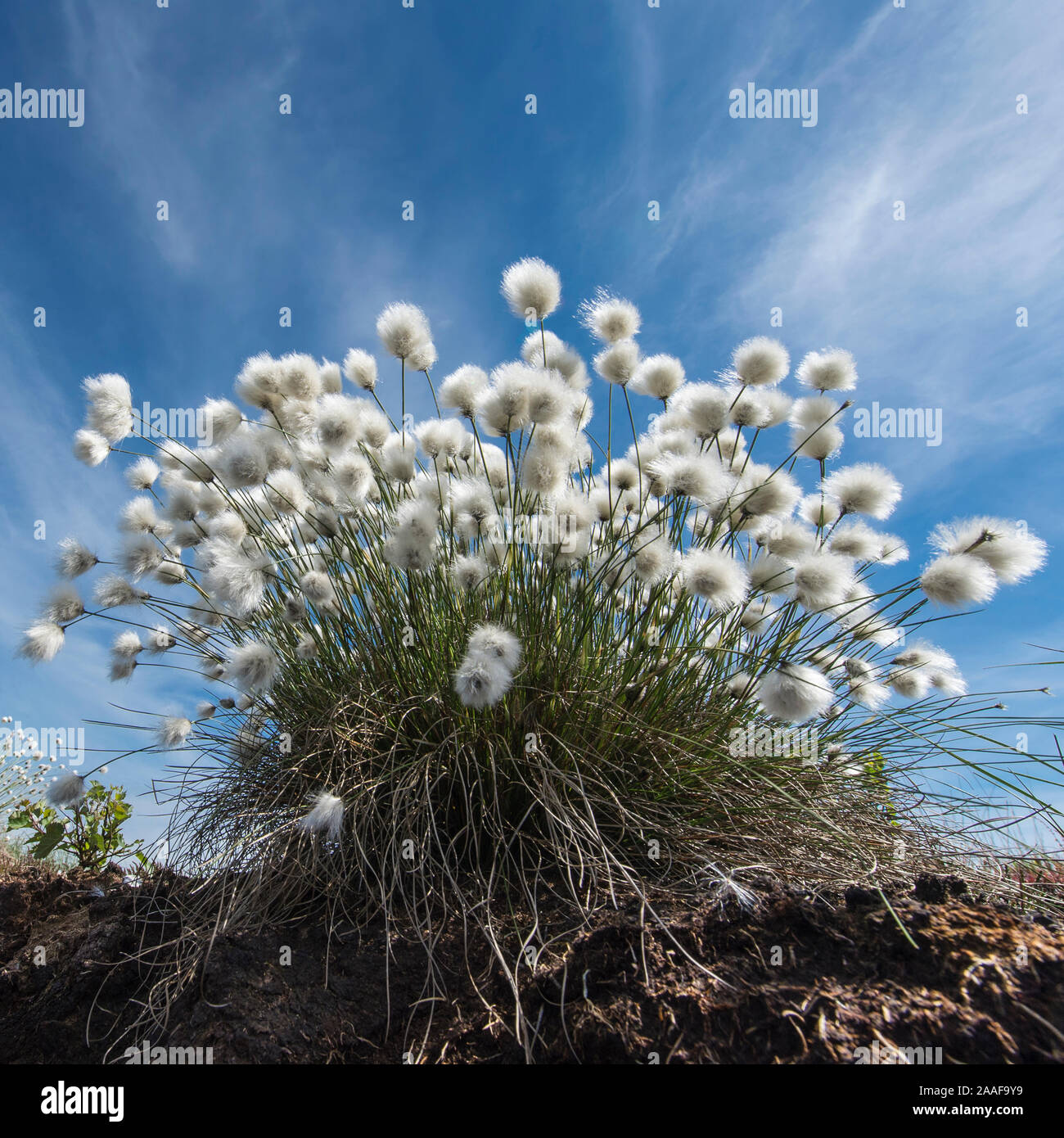 Im Wollgras Moor, Eriphorum vaginatum, Foto de stock