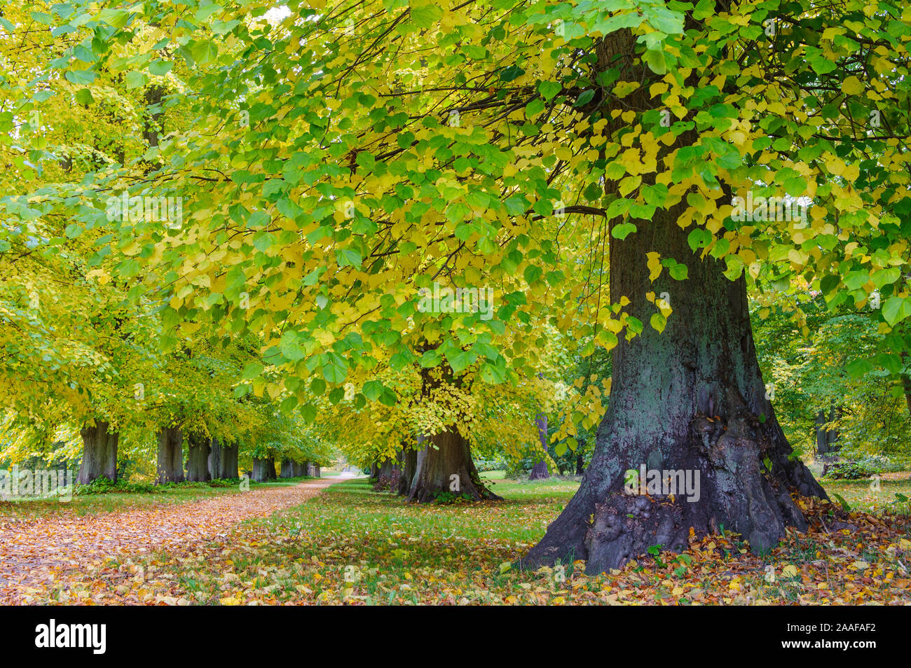 Naturfotografie Foto de stock