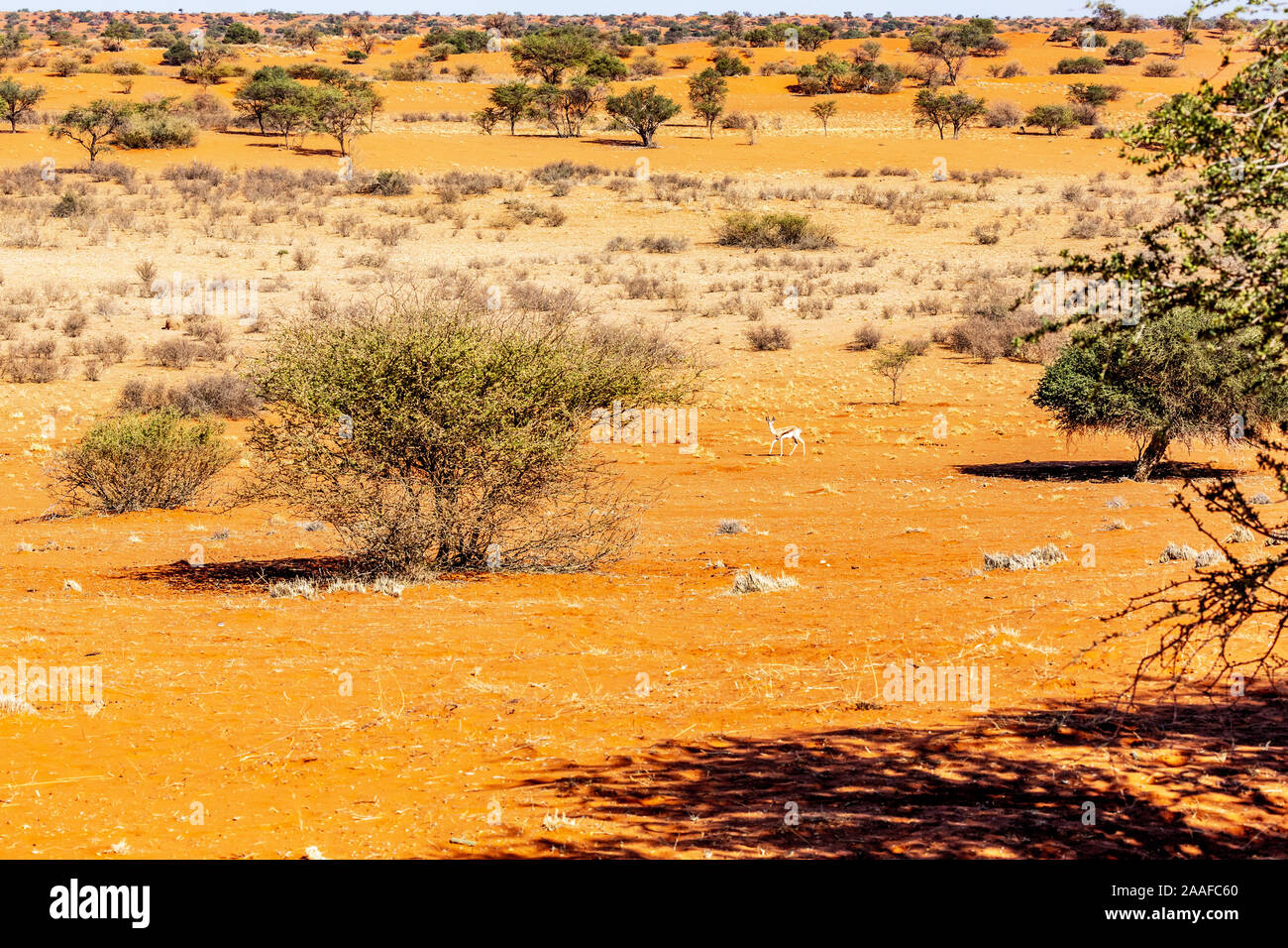 La vida silvestre en el desierto de Kalahari, Namibia, África Foto de stock