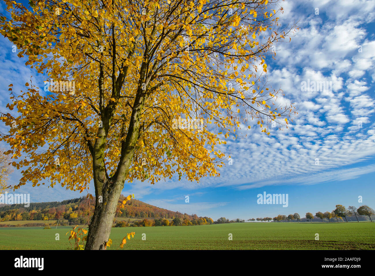 Linde Wolkenhimmel Herbstliche vor, Tilia, Foto de stock