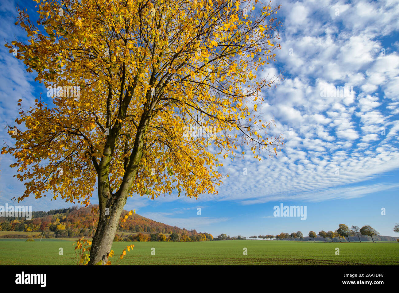 Linde Wolkenhimmel Herbstliche vor, Tilia, Foto de stock