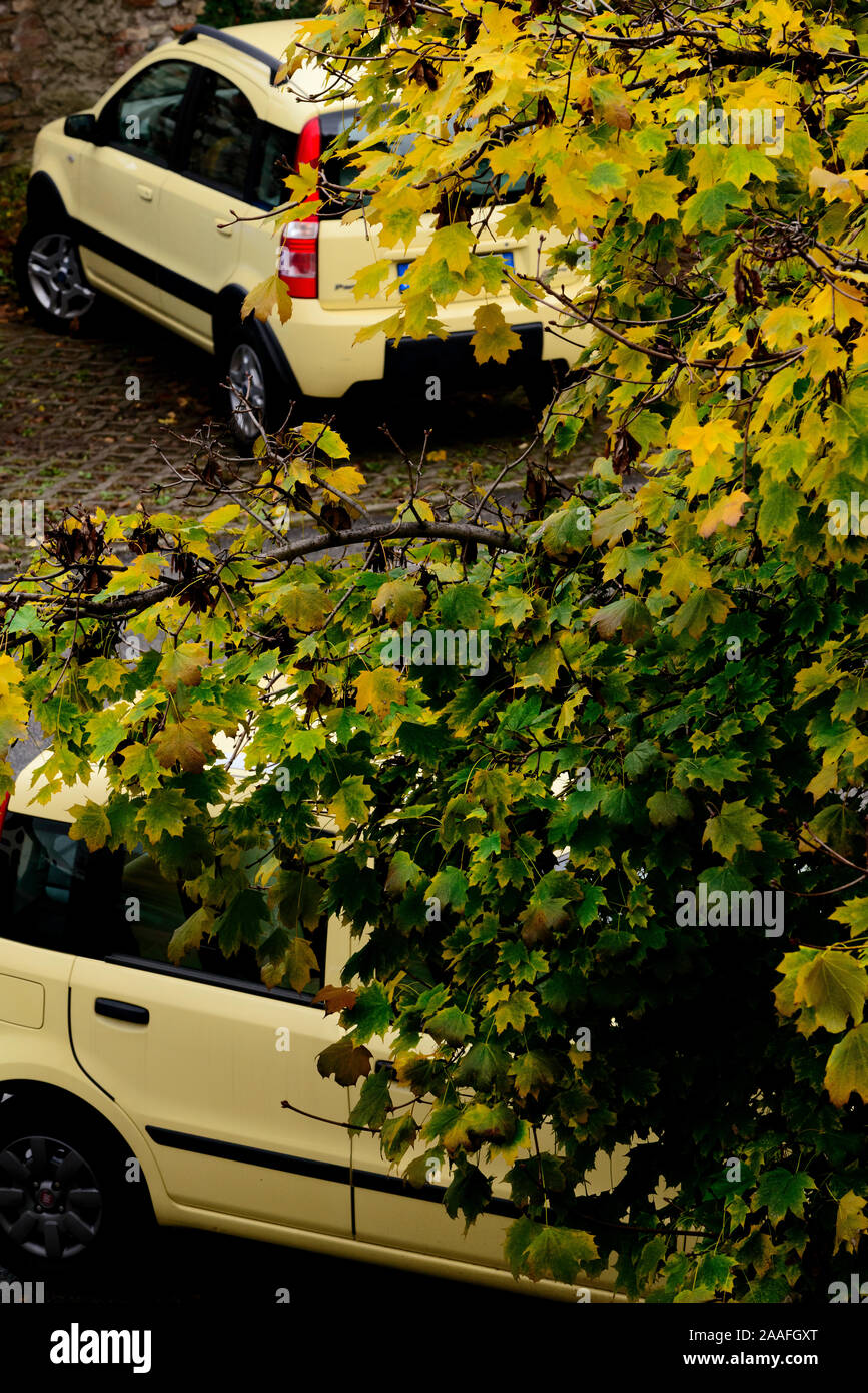 Coches gemelos amarillos estacionados cerca de un árbol con hojas amarillas en otoño Foto de stock