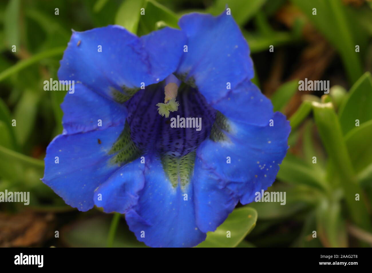 Gentiana acaulis, el stemless genciana, genciana, trompeta o es una especie de planta con flores de la familia Gencianáceas, Foto de stock
