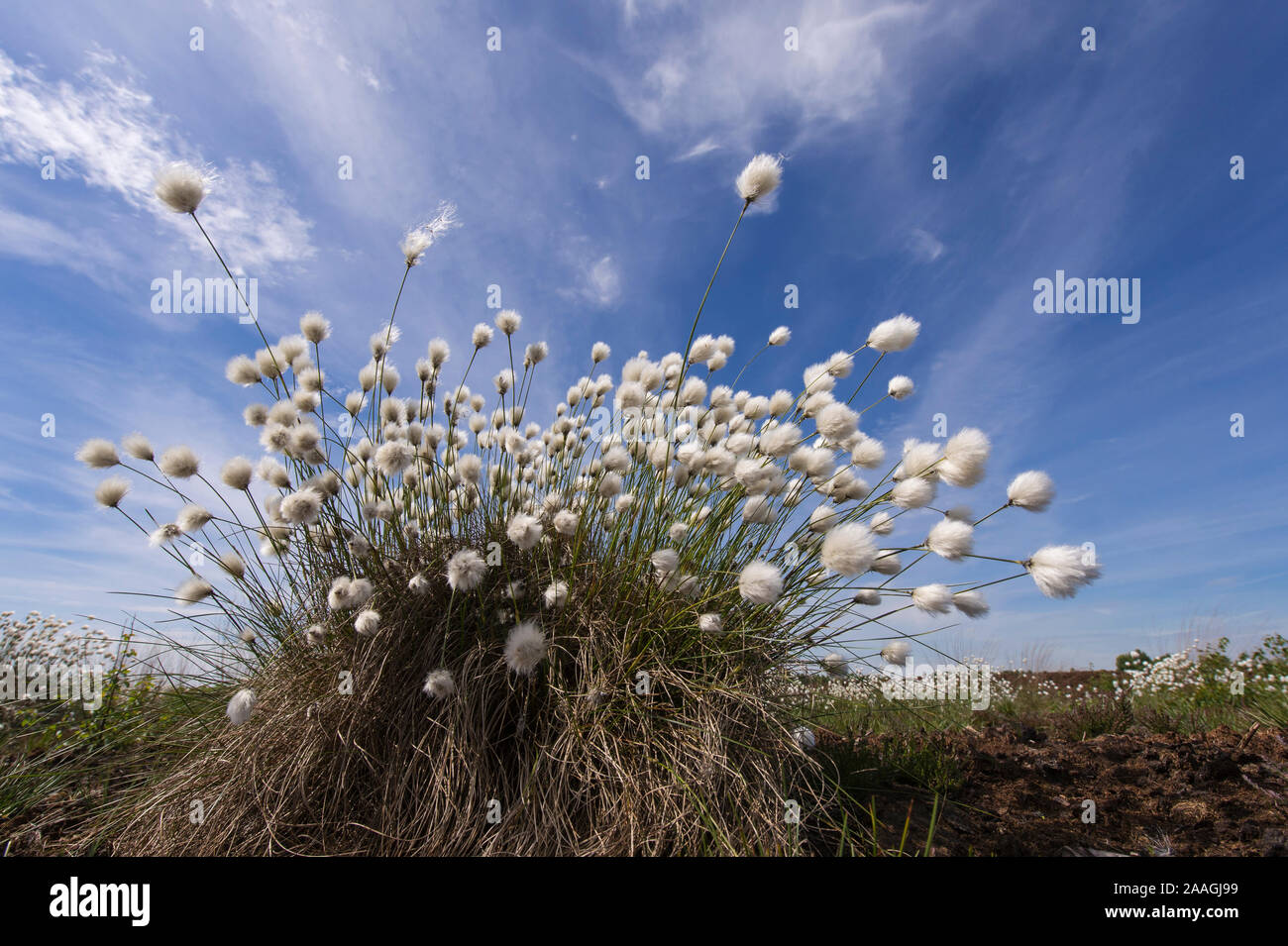 Im Wollgras Moor, Eriphorum vaginatum, Foto de stock