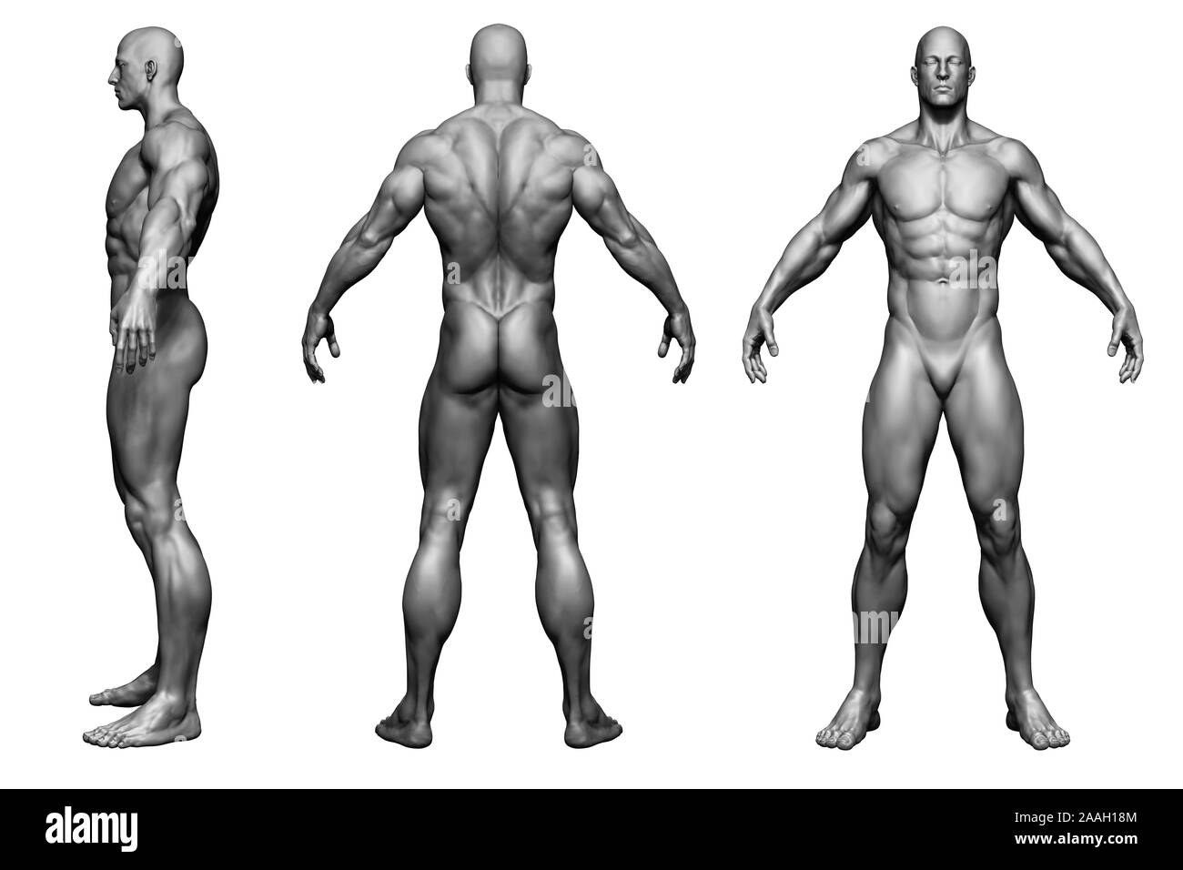 El cuerpo humano - el hombre cuerpo - aislado - Modelo 3D Render Fotografía  de stock - Alamy
